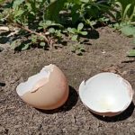 hvad-du-kan-goere-med-aeggeskaller-i-koekkenhaven-3-utraditionelle.jpg