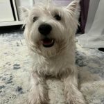 hvad-du-skal-goere-hvis-din-hund-vender-madskaalen-paa.jpg