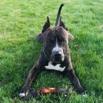 hvorfor-din-hund-kigger-paa-dig-naar-du-gaar-tur.jpg