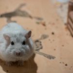 hvorfor-en-hamster-slaeber-fyldstof-efter-kinderne-hvordan-redebygningsinstinktet-manifesterer.jpg