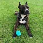 hvorfor-en-hund-spiser-jorden-paa-en-gaatur-5-hovedaarsager.jpg
