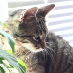 hvorfor-en-kat-efterlader-legetoej-ved-sin-ejers-foedder-om.jpg