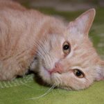 hvorfor-katte-ikke-kan-spise-hundemad-forstaa-de-grundlaeggende-forskelle.jpg