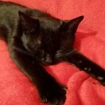 hvorfor-katte-sover-saa-meget-om-dagen-skjulte-mekanismer-i.jpg