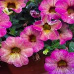 hvorfor-petuniaer-ikke-blomstrer-4-plejefejl-der-beroever-dig-knopperne.jpg