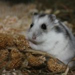 saadan-ved-du-at-din-hamster-elsker-dig-7-tegn.jpg